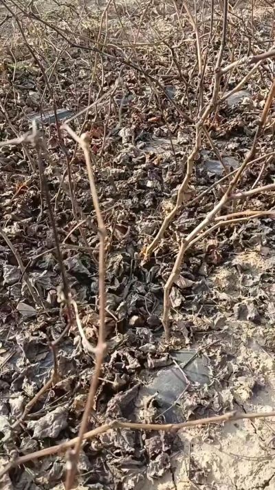 出售，巨峰葡萄苗。药用连翘苗，科研五号优质种苗，2/5年苗，药用连翘树，挂果树，全国包邮到家！财富密码18534302961