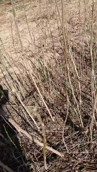 出售臭椿苗，巨峰葡萄苗。药用连翘苗，科研五号优质种苗，2/5年苗，药用连翘树，挂果树，全国包邮到家！财富密码18534302961