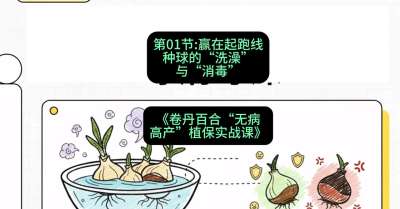 第01节：赢在起跑线&mdash;&mdash;种球的&ldquo;洗澡&rdquo;与&ldquo;消毒&rdquo;，课程：《卷丹百合&ldquo;无病高产&rdquo;植保实战课》#识农AI