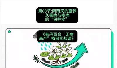 第03节：阴雨天的噩梦&mdash;&mdash;灰霉病与疫病的&ldquo;保护伞&rdquo;，课程：《卷丹百合&ldquo;无病高产&rdquo;植保实战课》#识农AI