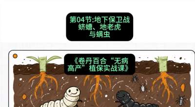 第04节：地下保卫战&mdash;&mdash;蛴螬、地老虎与螨虫 ，课程：《卷丹百合&ldquo;无病高产&rdquo;植保实战课》#识农AI