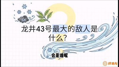 第04节：龙井双璧&mdash;&mdash;龙井43与群体种的差异化护养（重点），课程：《茗茶卫士&mdash;&mdash;茶叶病虫害绿色防控实战课》#识农AI