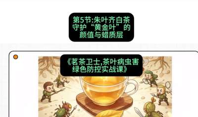 第05节：朱叶齐白茶&mdash;&mdash;守护&ldquo;黄金叶&rdquo;的颜值与蜡质层（重点），课程：《茗茶卫士&mdash;&mdash;茶叶病虫害绿色防控实战课》#识农AI