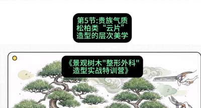 第05节：贵族气质&mdash;&mdash;松柏类&ldquo;云片&rdquo;造型的层次美学，课程：《景观树木&ldquo;整形外科&rdquo;造型实战特训营》#识农AI