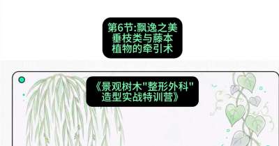 第06节：飘逸之美&mdash;&mdash;垂枝类与藤本植物的牵引术，课程：《景观树木&ldquo;整形外科&rdquo;造型实战特训营》#识农AI