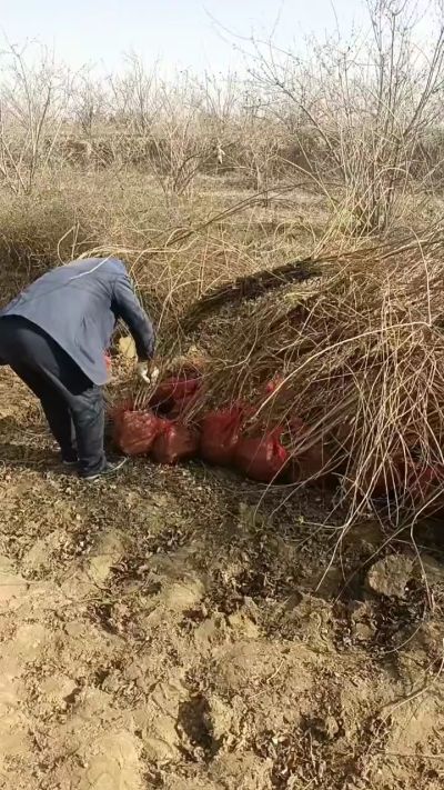 出售药用连翘苗，科研五号优质种苗，2/5年苗，药用连翘树，挂果树，全国包邮到家！财富密码18534302961出售药用连翘苗，科研五号优质种苗，2/5年苗，药用连翘树，挂果树，全国包邮到家！财富密码1