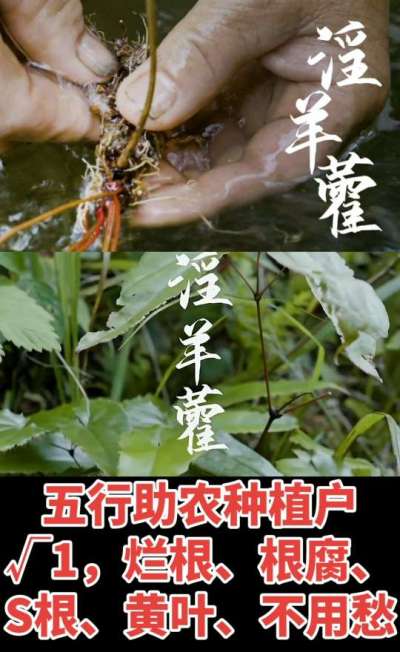 177，1907，0725，V 同号
1  老乡们！种淫羊藿不用乱买肥，咱这款专用肥，针对淫羊藿习性配的，壮苗防烂根，采收多卖钱，用过都回头！
2  咱种淫羊藿图的就是省心高产！专用肥薄肥勤施，苗不烧