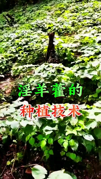 揭秘&ldquo;仙草&rdquo;淫羊藿的种植密码！耐严寒耐贫瘠，林下套种不占耕地，管理简单还能套种其他作物，一亩地的投入两亩地的收益～ 想返乡创业的赶紧码住！ #淫羊藿种植技术 #返乡创业项目 #药材种植指南 #农业新风