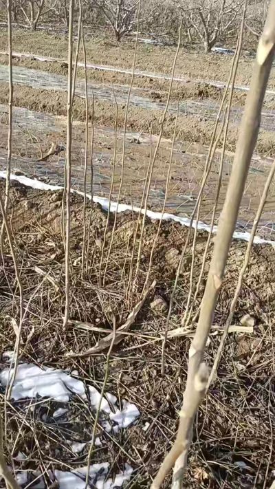 臭椿苗，一年苗，需要联系我，全国包邮到家。18534302961