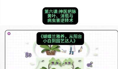 第六节：神医把脉：黄叶、消苞与病虫害逆转术，课程：《蝴蝶兰雅养六讲：从阳台小白到园艺达人》#识农AI