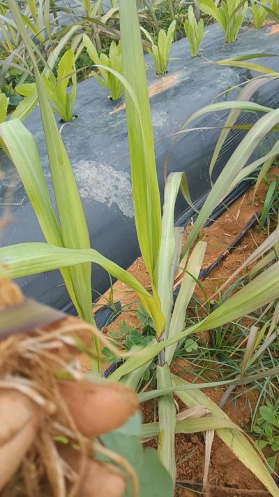 黑甘蔗种植下去，三个月。第一次追肥，