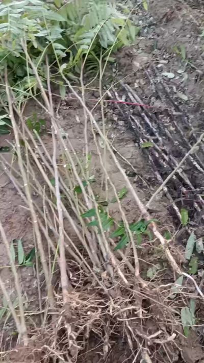 出售臭椿苗，巨峰葡萄苗。药用连翘苗，科研五号优质种苗，2/5年苗，药用连翘树，挂果树，全国包邮到家！财富密码18534302961