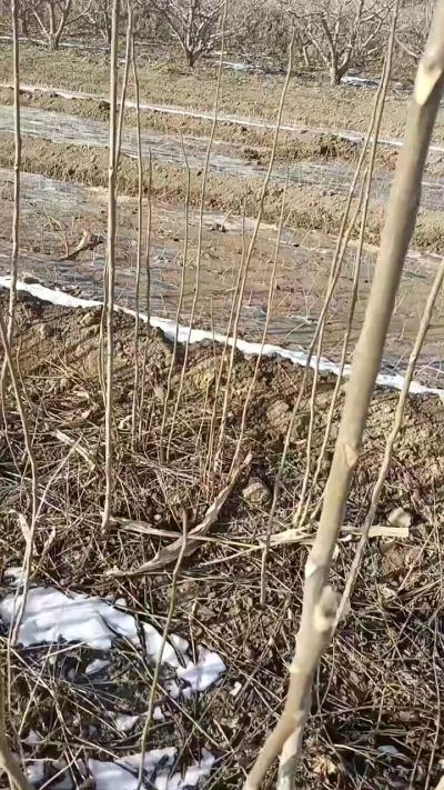 出售臭椿苗，巨峰葡萄苗。药用连翘苗，科研五号优质种苗，2/5年苗，药用连翘树，挂果树，全国包邮到家！财富密码18534302961