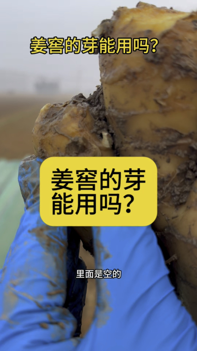 姜窖的芽能用吗？
