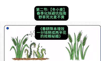 第二节：【冬小麦】春季化除避坑指南，野草死光麦不黄