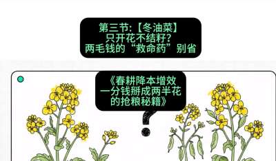 第三节：【冬油菜】只开花不结籽？两毛钱的&ldquo;救命药&rdquo;别省