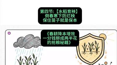 第四节：【水稻育秧】倒春寒下防烂秧，保住苗子就是保本
