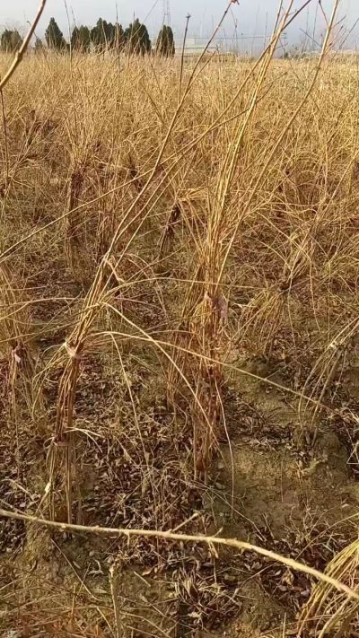 出售药用连翘苗，科研五号优质种苗，2/5年苗，药用连翘树，挂果树，全国包邮到家！财富密码18534302961出售药用连翘苗，科研五号优质种苗，2/5年苗，药用连翘树，挂果树，全国包邮到家！财富密码1