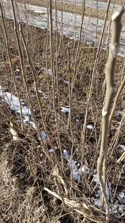 出售臭椿苗，巨峰葡萄苗。药用连翘苗，科研五号优质种苗，2/5年苗，药用连翘树，挂果树，全国包邮到家！财富密码18534302961