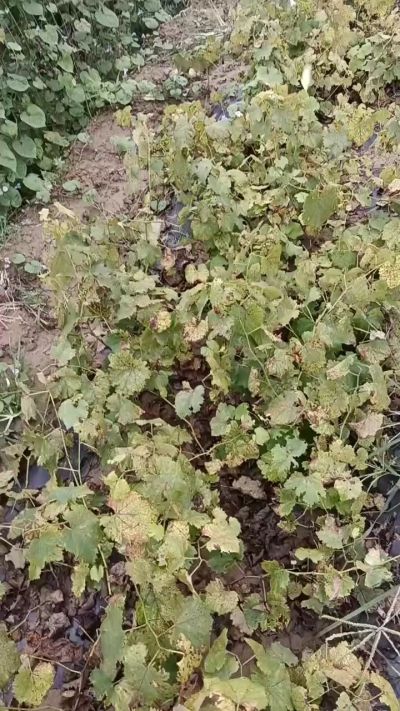 出售巨峰葡萄苗。药用连翘苗，科研五号优质种苗，2/5年苗，药用连翘树，挂果树，全国包邮到家！财富密码18534302961