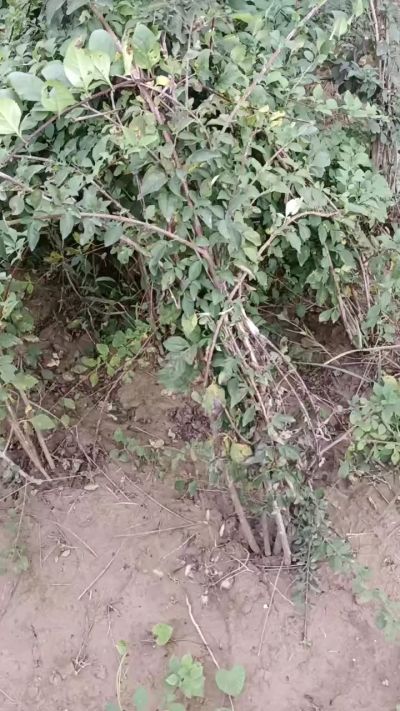 出售药用连翘苗，科研五号优质种苗，2/5年苗，药用连翘树，挂果树，全国包邮到家！财富密码18534302961