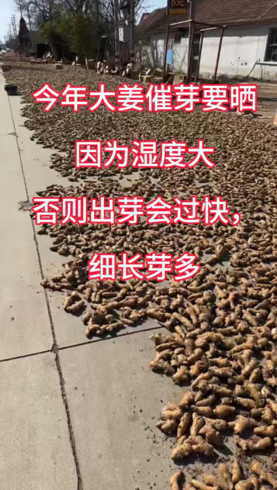 今年大姜催芽要晒种！