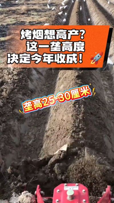 想让烤烟高产，就得从细节抓起。分享一点实打实的干货，只为帮大家少走弯路，种出好烟叶！🌱👍