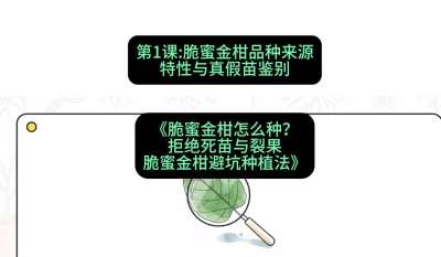 第1节：脆蜜金柑品种来源、特性与真假苗鉴别，课程：《脆蜜金柑怎么种？拒绝死苗与裂果，脆蜜金柑8步避坑种植法》#识农AI