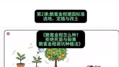 第2节：脆蜜金柑建园标准：选地、定植与改土，课程：《脆蜜金柑怎么种？拒绝死苗与裂果，脆蜜金柑8步避坑种植法》#识农AI