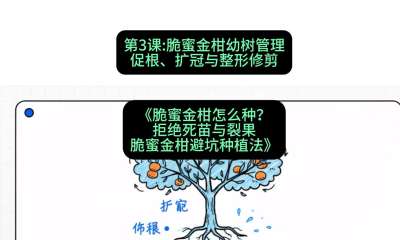 第3节：脆蜜金柑幼树管理：促根、扩冠与整形修剪，课程：《脆蜜金柑怎么种？拒绝死苗与裂果，脆蜜金柑8步避坑种植法》#识农AI