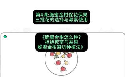 第4节：脆蜜金柑保花保果：三批花的选择与激素使用，课程：《脆蜜金柑怎么种？拒绝死苗与裂果，脆蜜金柑8步避坑种植法》#识农AI