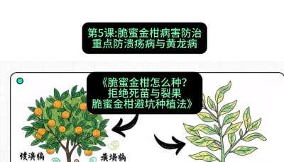 第5节：脆蜜金柑病害防治：重点防溃疡病与黄龙病，课程：《脆蜜金柑怎么种？拒绝死苗与裂果，脆蜜金柑8步避坑种植法》#识农AI