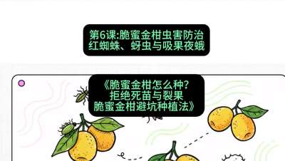 第6节：脆蜜金柑虫害防治：红蜘蛛、蚜虫与吸果夜蛾，课程：《脆蜜金柑怎么种？拒绝死苗与裂果，脆蜜金柑8步避坑种植法》#识农AI