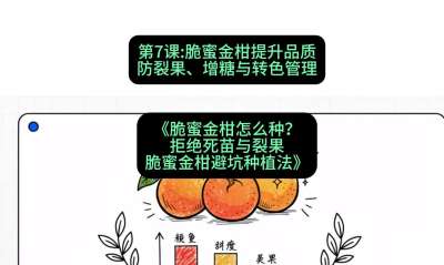 第7节：脆蜜金柑提升品质：防裂果、增糖与转色管理，课程：《脆蜜金柑怎么种？拒绝死苗与裂果，脆蜜金柑8步避坑种植法》#识农AI