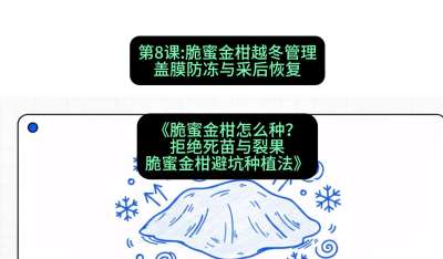 第8节：脆蜜金柑越冬管理：盖膜防冻与采后恢复，课程：《脆蜜金柑怎么种？拒绝死苗与裂果，脆蜜金柑8步避坑种植法》#识农AI