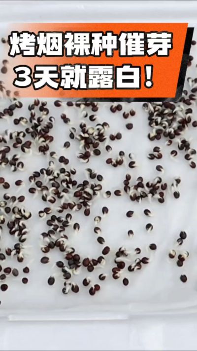 烤烟裸种催芽小技巧，清水浸泡、保温保湿，3天就能露白，出苗快又齐！烟农朋友收藏备用～