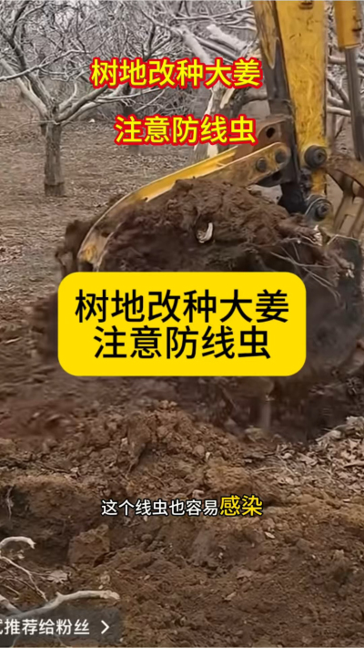 树地改种大姜，注意防线虫！