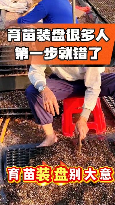 烤烟育苗基质装盘，一步做对，出苗整齐又壮苗！装盘技巧记牢，少走弯路，育苗更省心