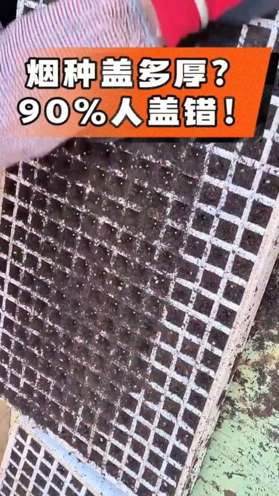烟种盖多厚？90%烟农都盖错！薄盖才出苗齐、不闷种，烤烟育苗关键一步，照着做就对了