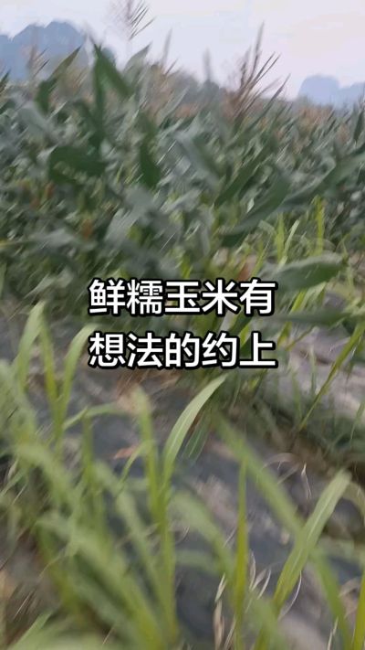 农户种植的白糯玉米大量上市，助农帮农在行动