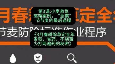 第3节：小麦救急高难案例，&ldquo;恶霸&rdquo;节节麦的最后通牒，课程：《3月春耕除草定全年：省钱、省药、不烧苗、少打两遍药的秘密》