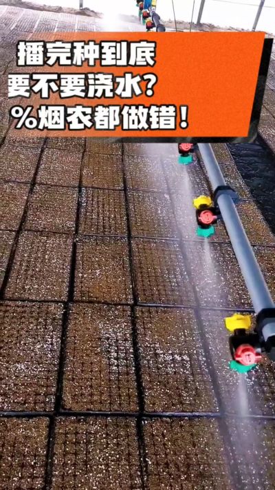 烤烟播完种一定要浇透底水，喷雾慢浇、别大水冲，盘底漏水才算到位，出苗又齐又壮！#烤烟育苗 #烤烟种植 #烟农干货 #育苗技术