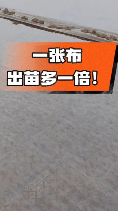 烤烟育苗盖无纺布，保温保湿出苗齐，不烂种、出苗快，烟农必备小技巧！