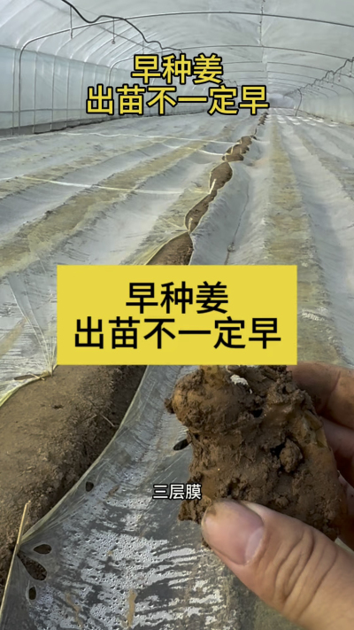 早种姜，出苗不一定早！