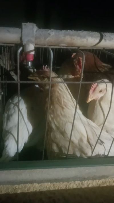 这鸡群在怪叫，怪叫的原因是痰化黏着，形成的比呼噜更重的一种呼吸道。其病因为肺中有热，热灼而痰黏，从而引起的怪叫。