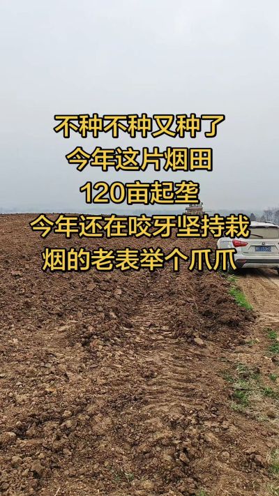 不种不种又种啦，还在咬牙坚持栽烟的老表集合啦！