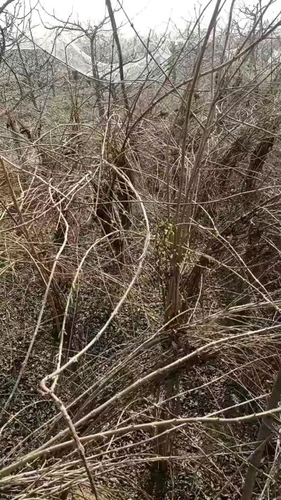 药用连翘苗，科研种苗定制树。挂果树。需要联系18534302961