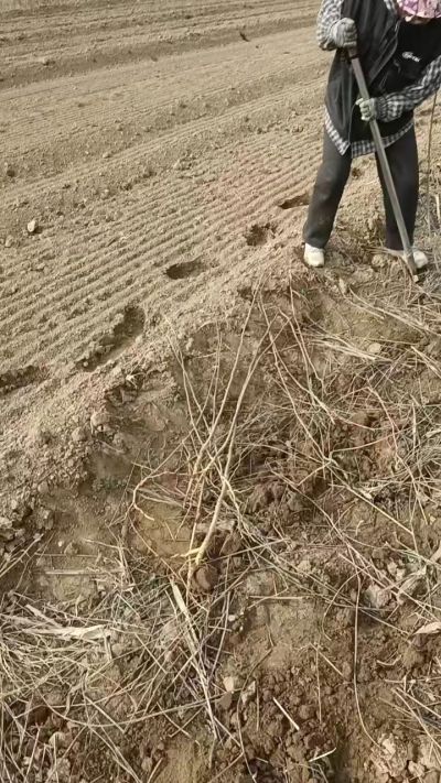 臭椿苗，一年籽播苗，地径0.5/1公分以上。需要联系18534302961