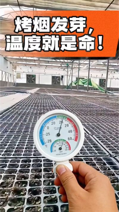 老烟农都懂：发芽温度不对，后期再管都白费！