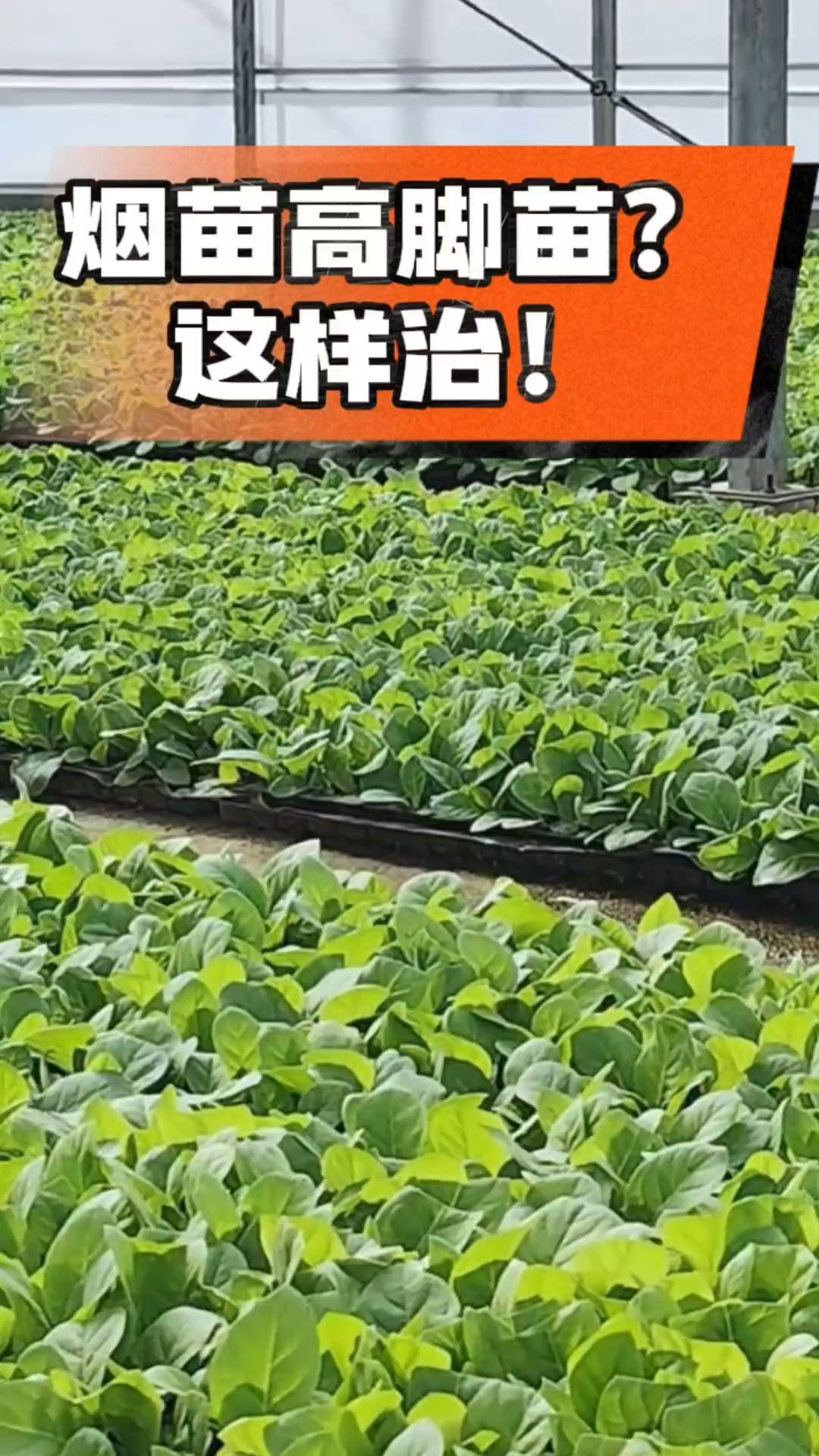 烤烟齐苗期管理关键：精准控温，防高脚苗，培育壮苗好上手！